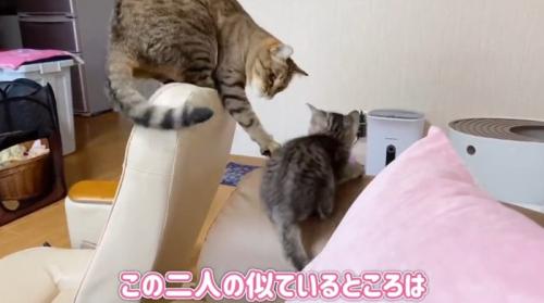 子猫に猫パンチする先住猫