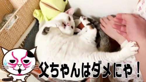 とうちゃんの手だけキックするおーちゃんさん