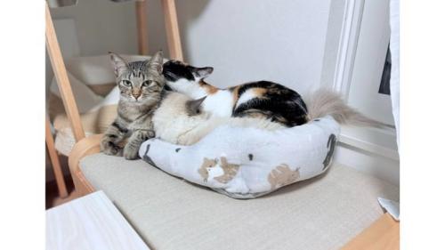 室内にいる猫たち
