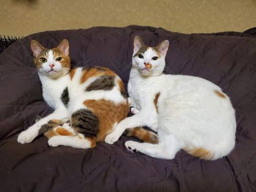 ソファでくつろぐ2匹の三毛猫