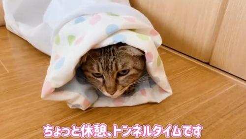 トンネルに入っている猫