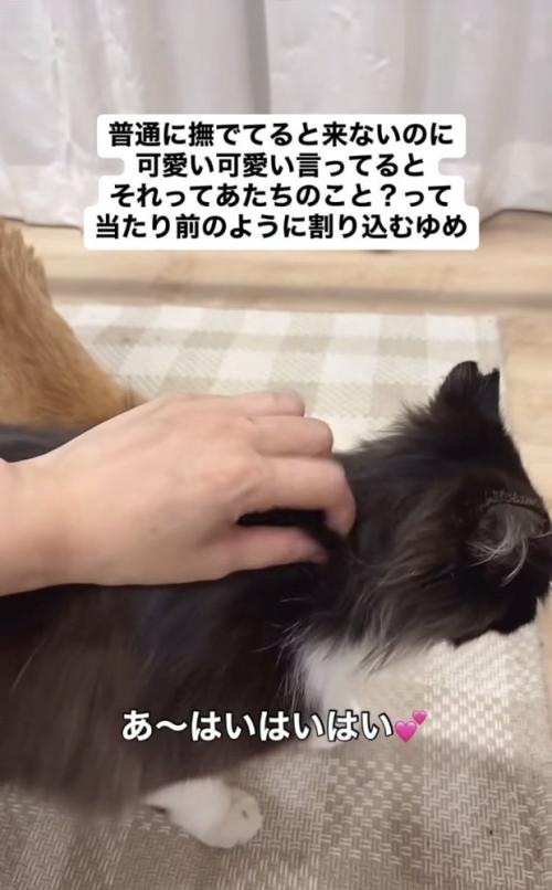ママに撫でられる茶トラ猫に割り込むハチワレ猫