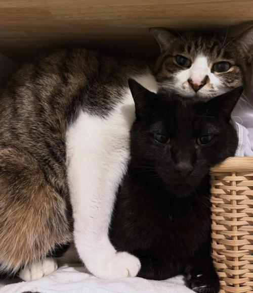 くっついている2匹の猫