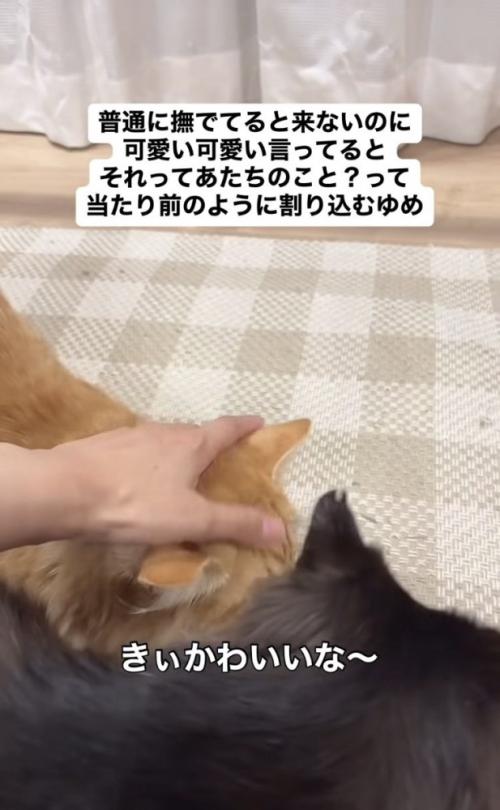 ママに撫でられる茶トラ猫を見るハチワレ猫