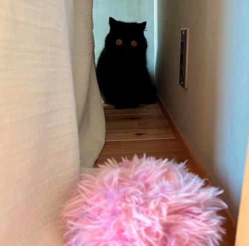 ピンクのぬいぐるみを見つめる猫