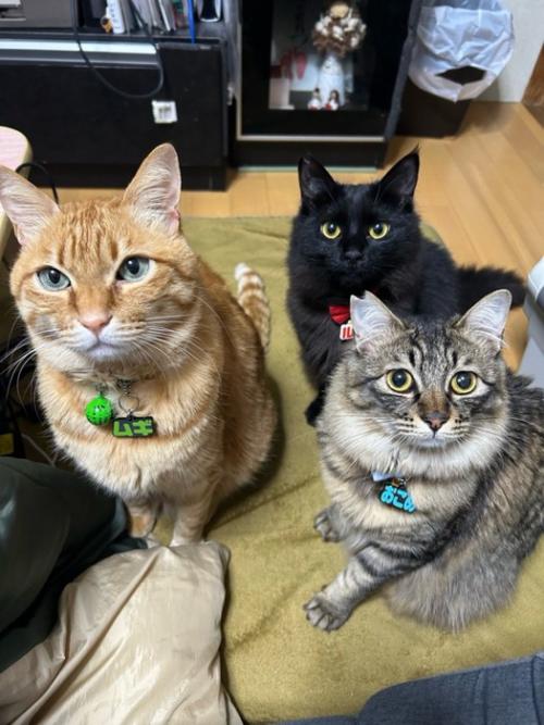3匹の猫