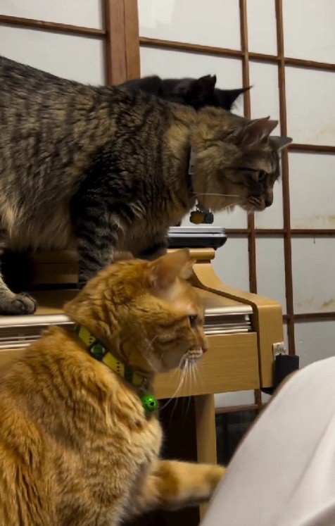 3匹の猫
