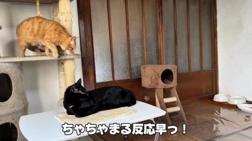 テロップ「ちゃちゃまる反応早っ！」