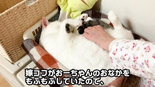 母ちゃんにモフモフされるおーちゃんさん
