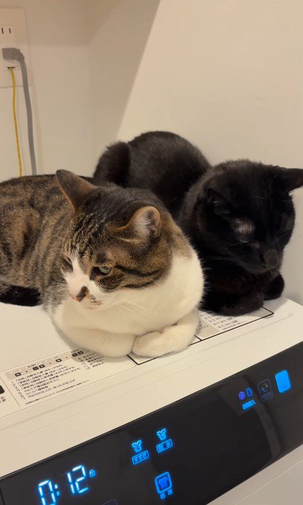 くつろぐ2匹の猫