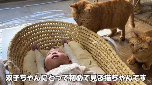テロップ「双子ちゃんにとって～」