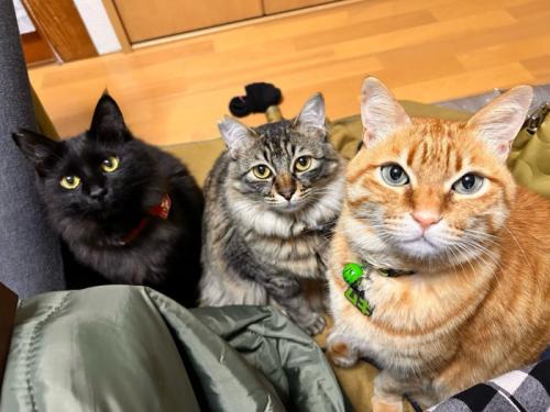 3匹の猫
