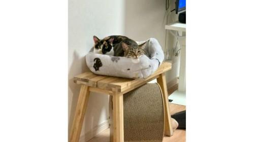 ベッドに入っている猫たち