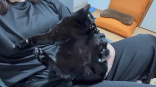 後ろを向こうとする猫