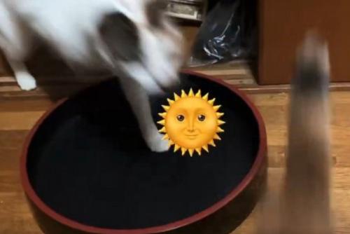 三毛猫の追いかけっこ