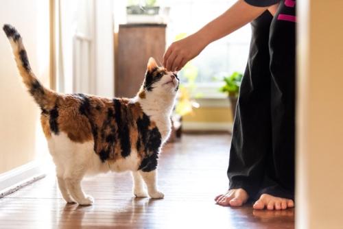 猫の誘導