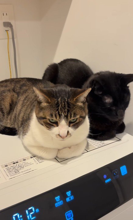 くつろぐ2匹の猫