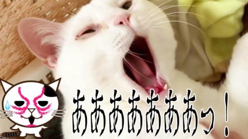 あくびするおーちゃんさん