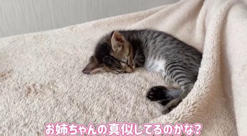 丸くなって寝ている子猫