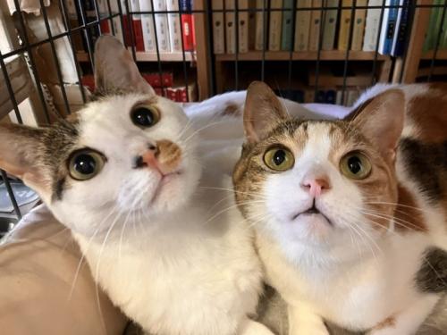 2匹の三毛猫のアップ