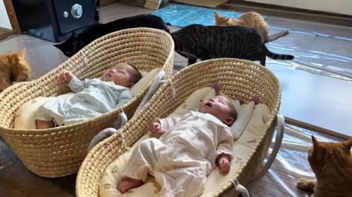 双子さんと5匹の猫ちゃん