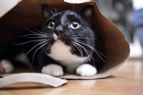 袋の中に隠れて見上げる猫