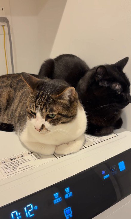 くつろぐ2匹の猫