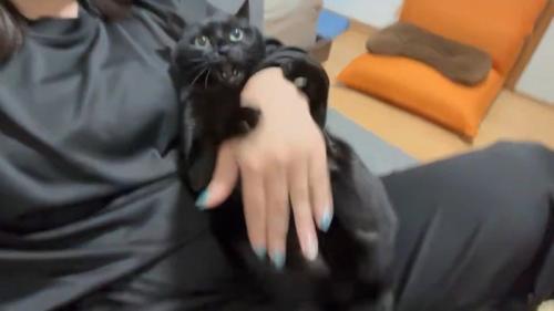 口を開けている猫