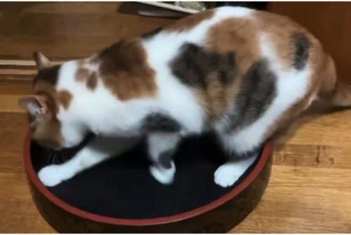 寿司桶の中で遊ぶ三毛猫2