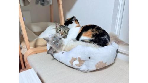 室内にいる猫
