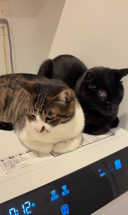 くつろぐ2匹の猫