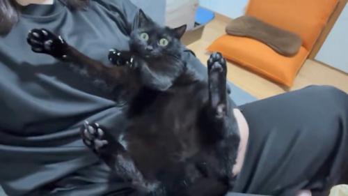 抱っこされている猫