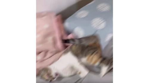 暴れている猫