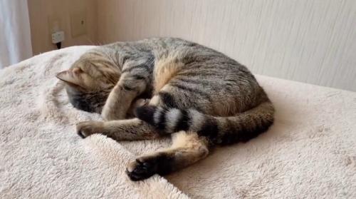 丸くなって寝ている猫