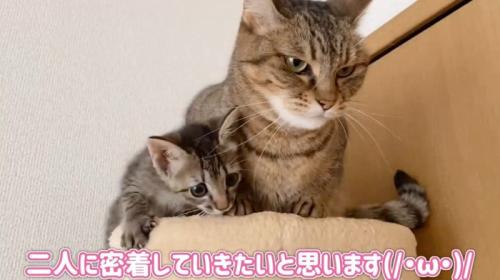 キャットタワーにいる先住猫と子猫