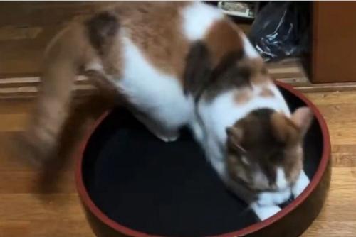 寿司桶の中で遊ぶ三毛猫3