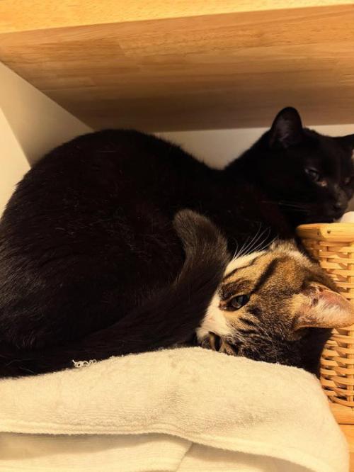 くっついている2匹の猫