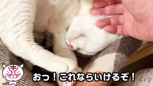 ソフトタッチを受け入れるおーちゃんさん
