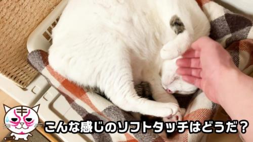 ソフトタッチでなでられるおーちゃんさん