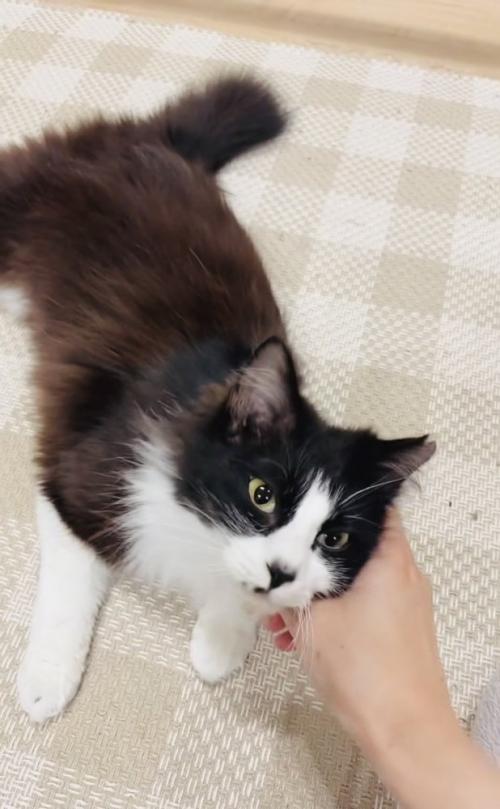 ママに撫でられるハチワレ猫