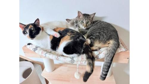 室内にいる猫たち