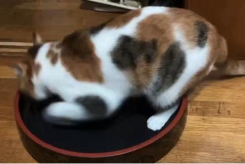 寿司桶の中で遊ぶ三毛猫
