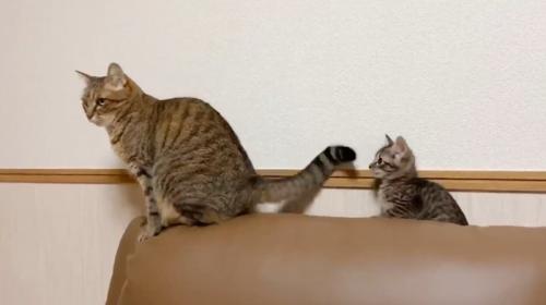 先住猫のしっぽをさわっている子猫