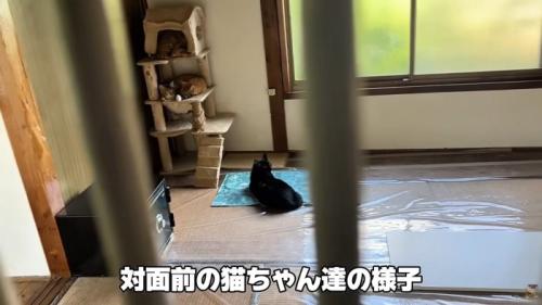テロップ「対面前の猫ちゃん～」