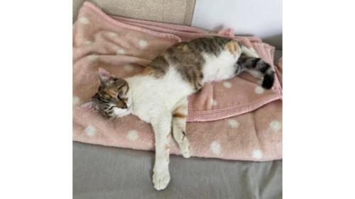室内にいる猫