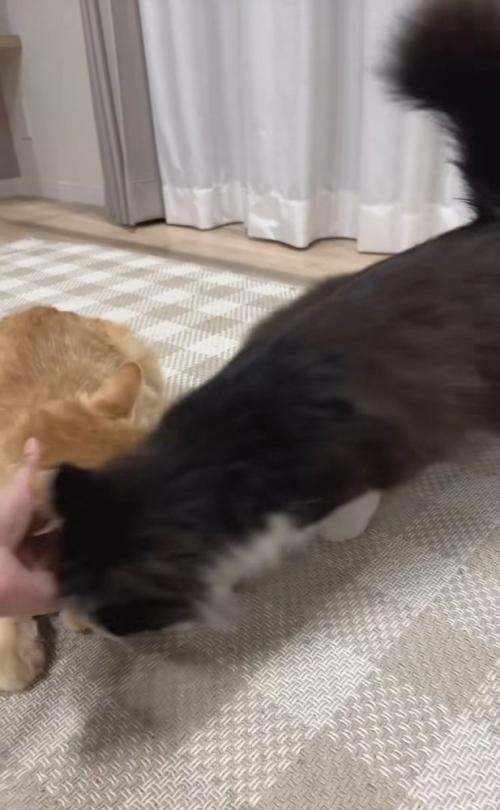 ママに撫でられる茶トラ猫に割り込むハチワレ猫
