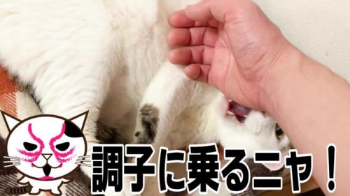 父ちゃんの手を噛んで攻撃するおーちゃんさん