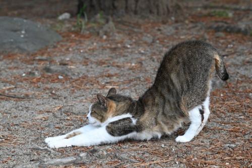 伸びする猫