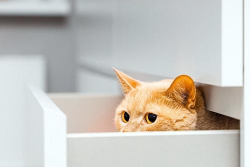 引き出しに隠れている猫
