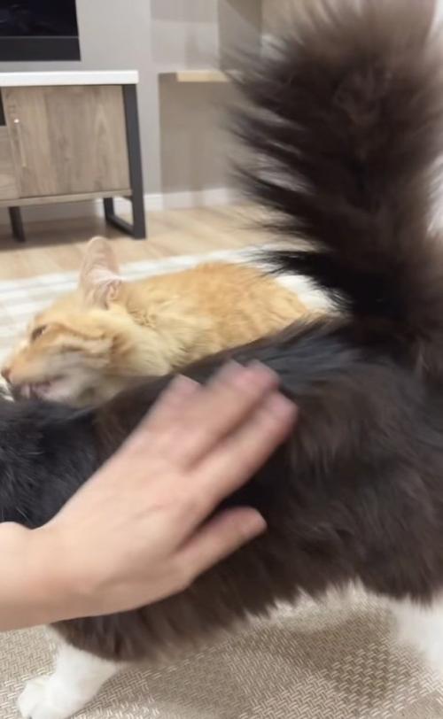 ママに撫でられるハチワレ猫をグルーミングする茶トラ猫